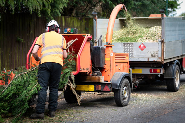 Trusted Sumner, IL Tree Care Services Experts